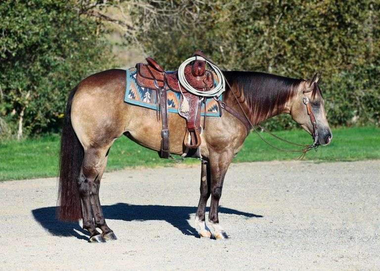 Aiysha dappled buckskin Quarter Horse mare standing outdoors