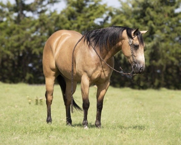 Ajax buckskin Quarter Horse gelding portrait