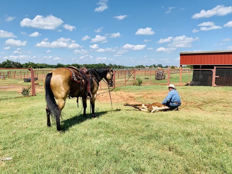 Ajax buckskin Quarter Horse gelding portrait