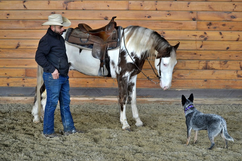 Akira chocolate overo Tennessee Walking Horse gelding with silver dapples