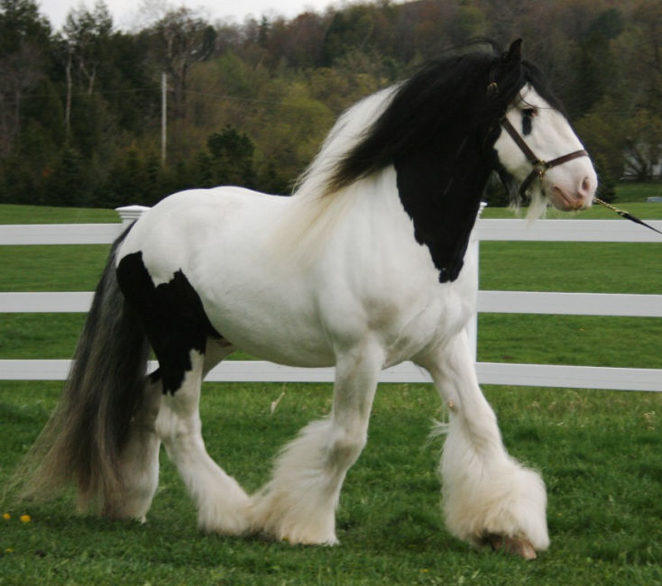 Alex tobiano Gypsy Vanner gelding with feathered legs