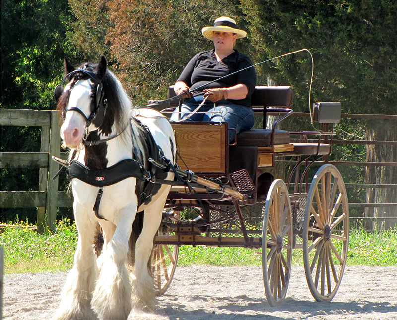 Alex tobiano Gypsy Vanner gelding with feathered legs