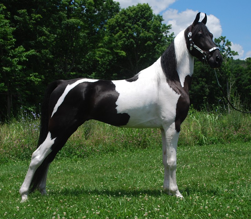 Ali black tobiano Spotted Saddle Horse gelding outdoors