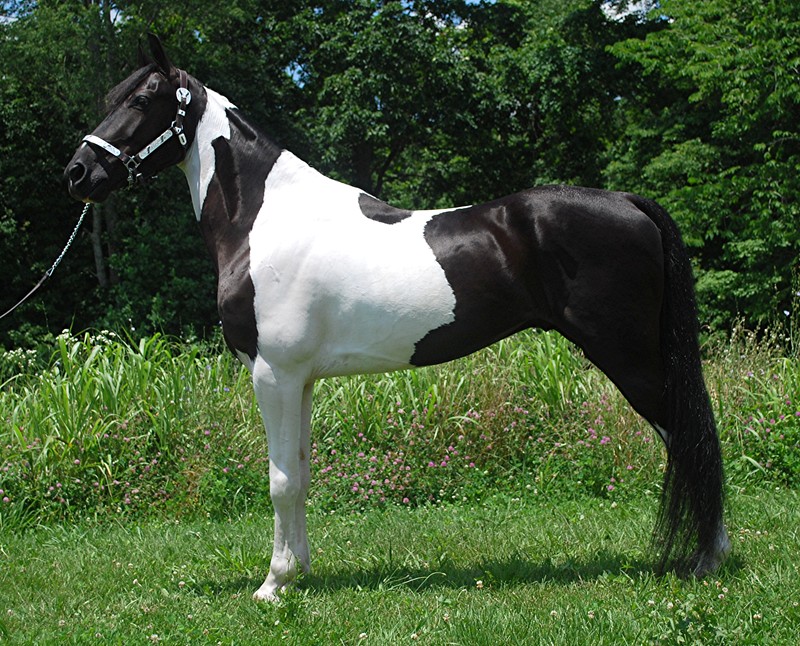 Ali black tobiano Spotted Saddle Horse gelding outdoors