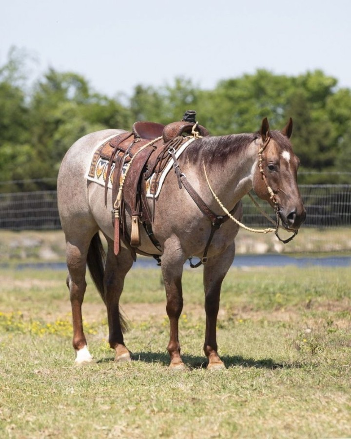 Alibaba red roan Quarter Horse gelding in pasture