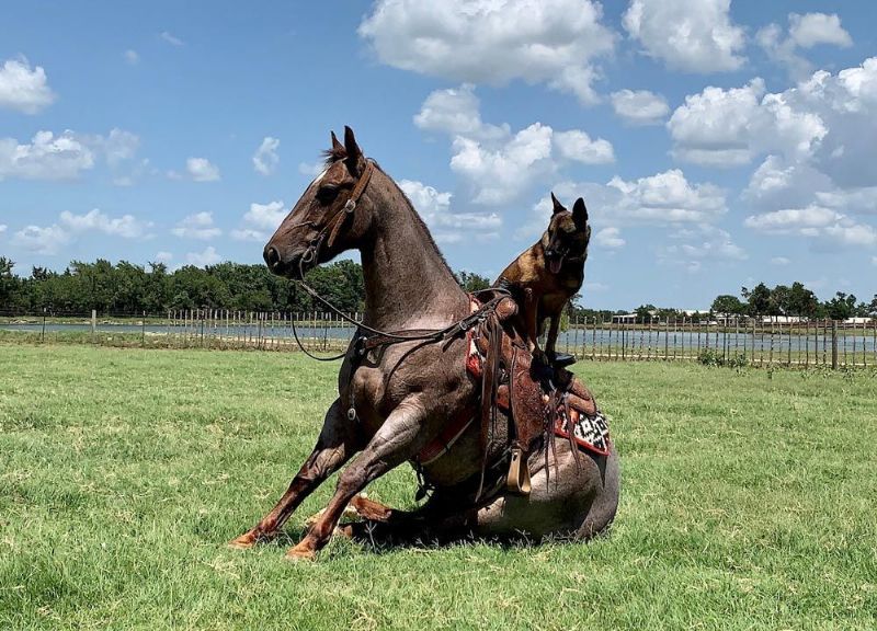 Alibaba red roan Quarter Horse gelding in pasture