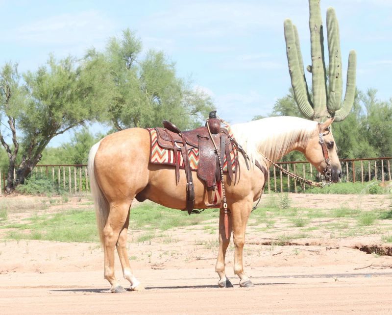 Amarillo palomino Quarter Horse gelding