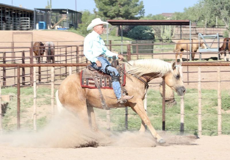 Amarillo palomino Quarter Horse gelding