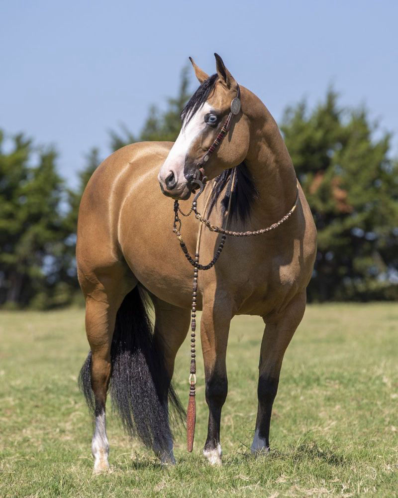 Amber buckskin Quarter Horse mare with blue eyes