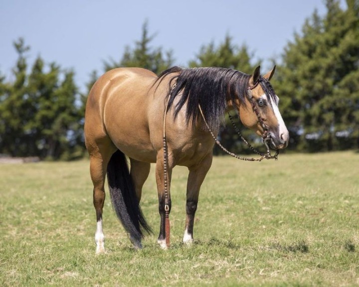 Amber buckskin Quarter Horse mare with blue eyes