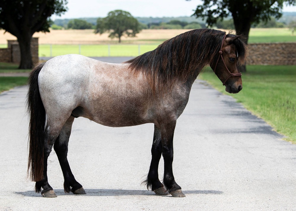 Amigo blue roan Welsh Pony gelding for kids