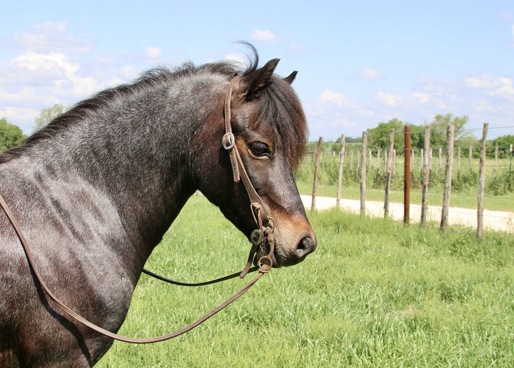 Amigo blue roan Welsh Pony gelding for kids