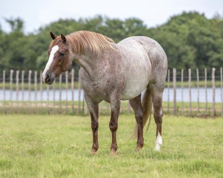 Andy red roan Quarter Horse gelding on ranch