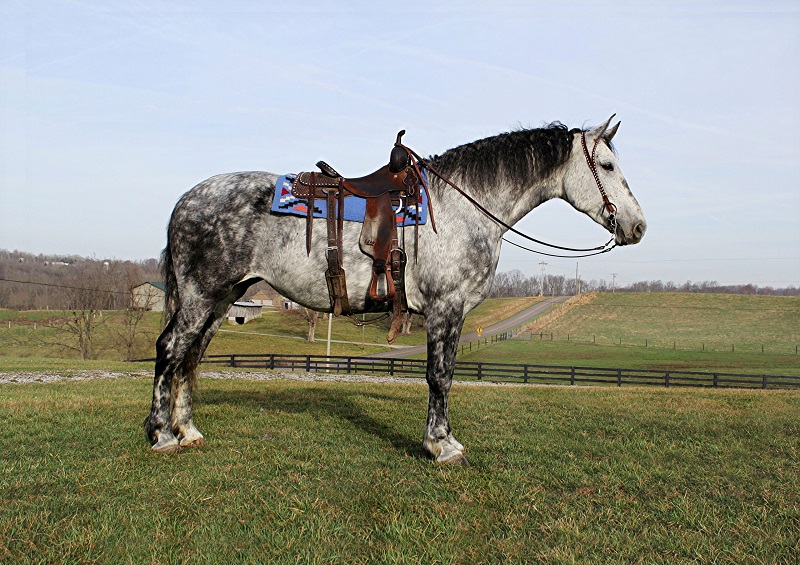 Anita dapple grey draft cross mare outdoors
