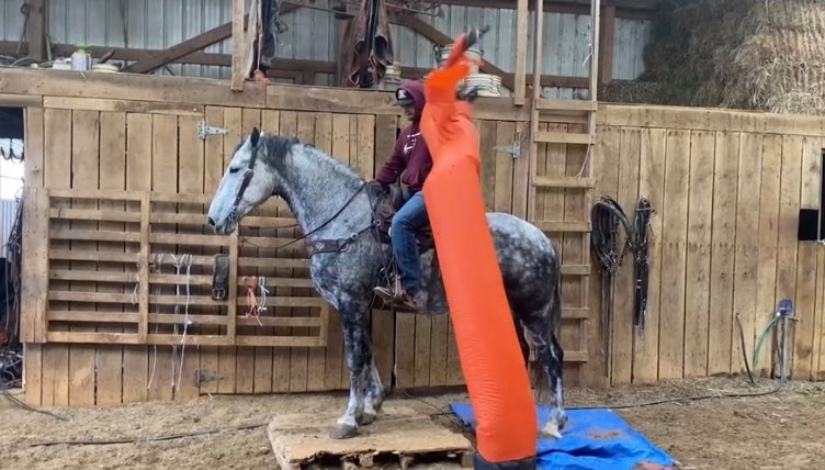 Anita dapple grey draft cross mare outdoors