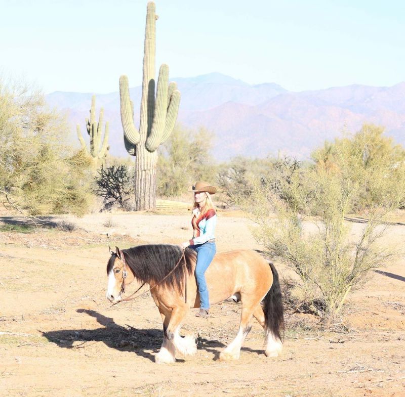 April buckskin Gypsy Vanner gelding with feathered legs