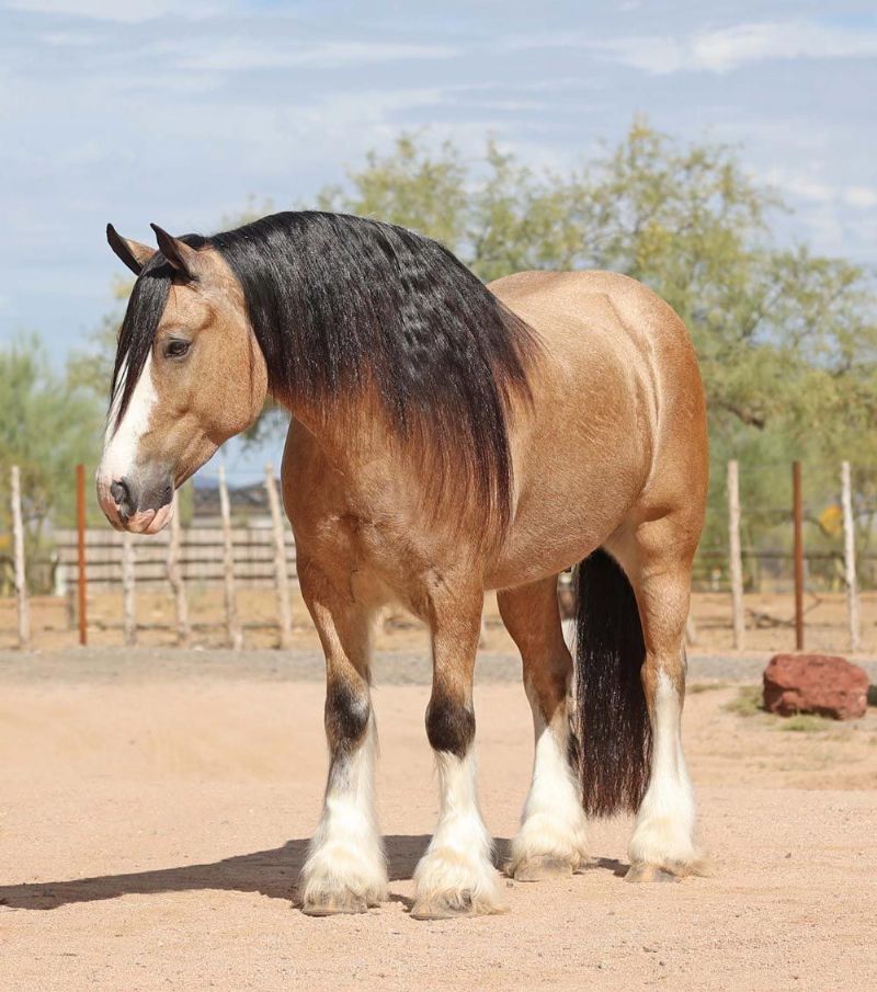 April buckskin Gypsy Vanner gelding with feathered legs