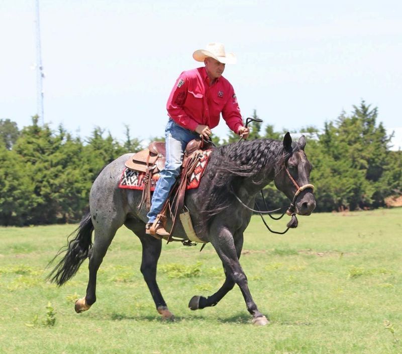 Arnold blue roan Quarter Horse gelding