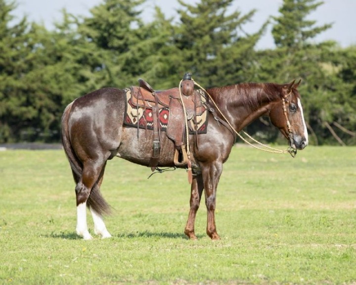 Arrow sorrel rabicano Quarter Horse gelding