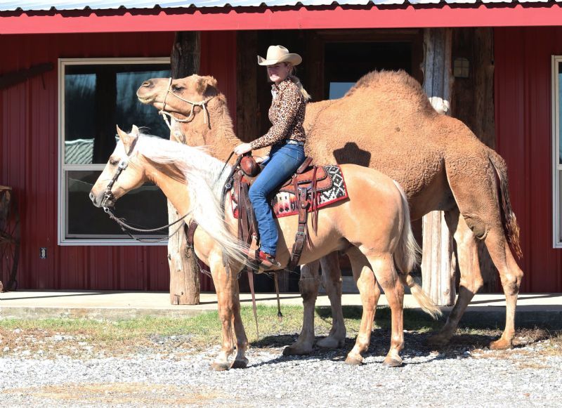 Austin palomino Quarter Horse gelding