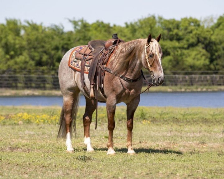 Avenger red roan Quarter Horse gelding