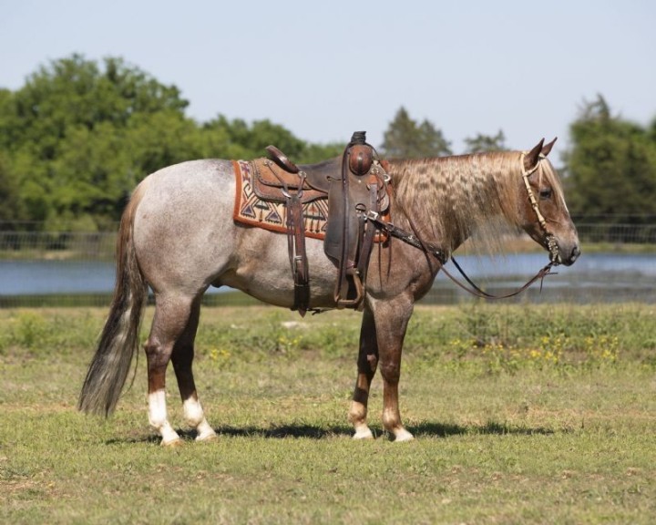 Avenger red roan Quarter Horse gelding