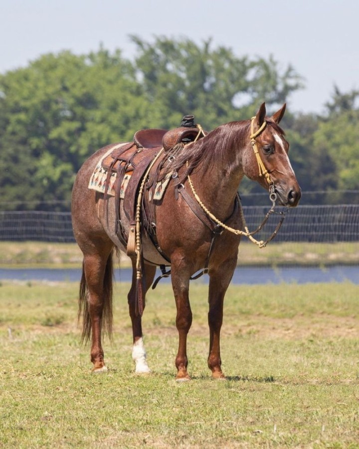 Bailey red roan Quarter Horse gelding