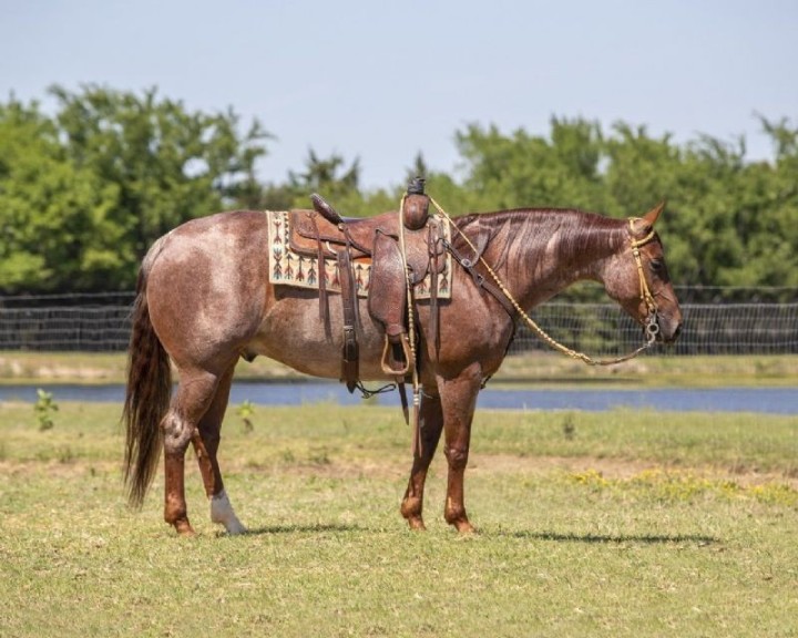 Bailey red roan Quarter Horse gelding
