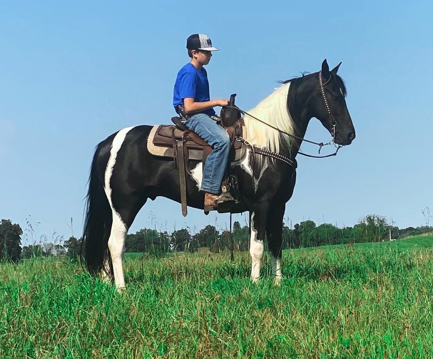 Bandera black tobiano Spotted Saddle Horse gelding