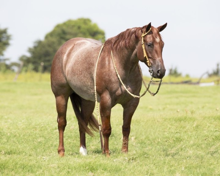 Bandit red roan Quarter Horse gelding