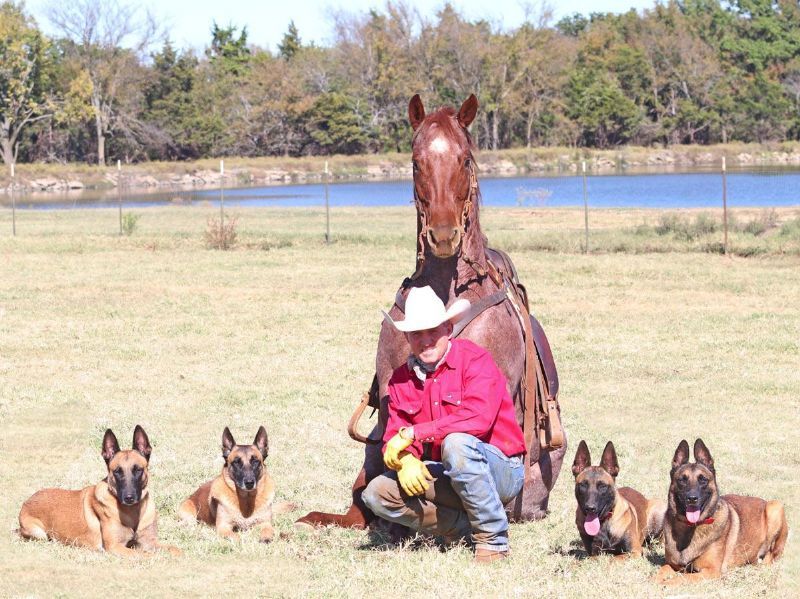 Bandit red roan Quarter Horse gelding