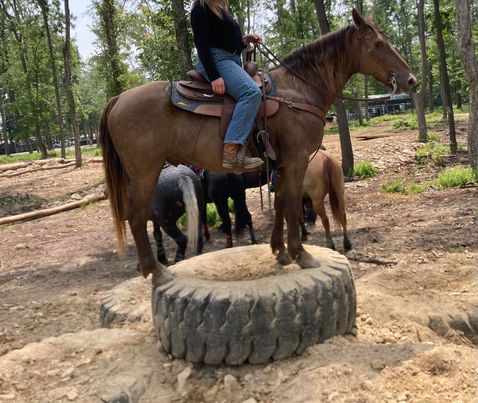 Banjo chocolate Rocky Mountain Horse gelding
