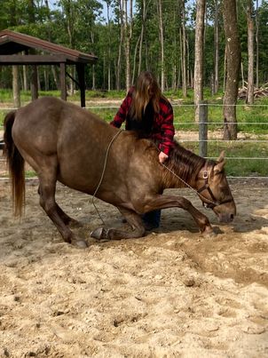 Banjo chocolate Rocky Mountain Horse gelding