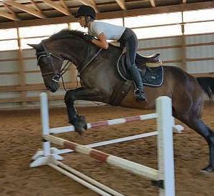 Barbaro bay Thoroughbred gelding