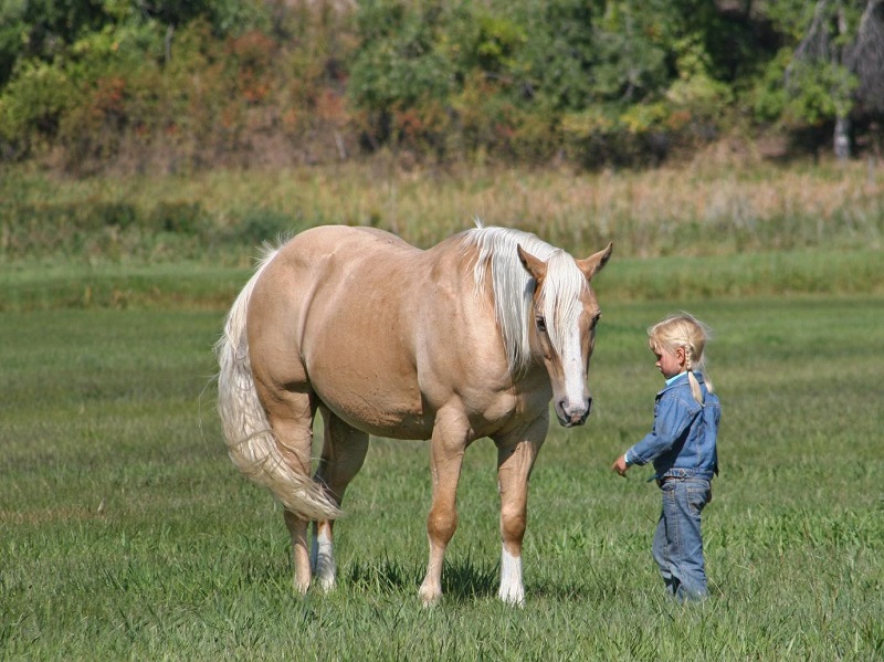 Bashiru palomino Quarter Horse gelding