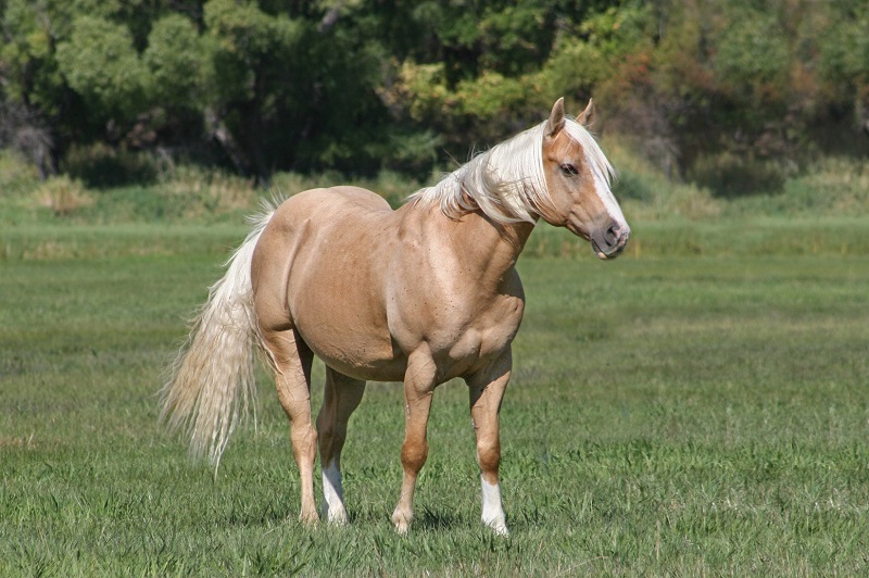 Bashiru palomino Quarter Horse gelding