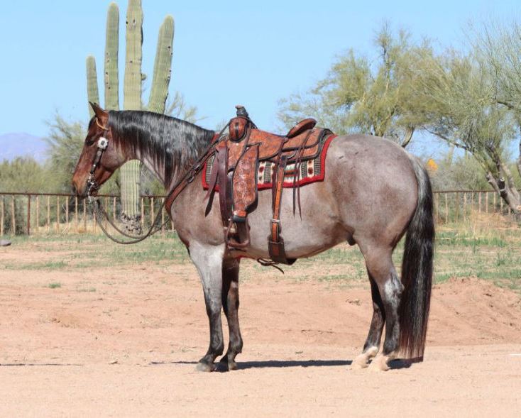 Baylee bay roan Quarter Horse gelding