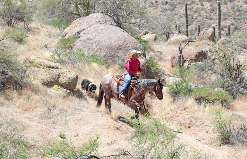 Baylee bay roan Quarter Horse gelding