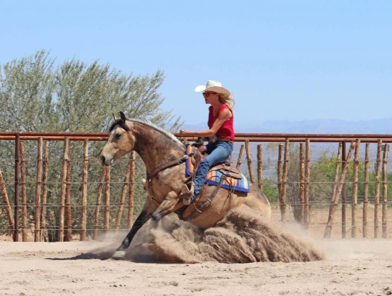Beamer buckskin Quarter Horse gelding