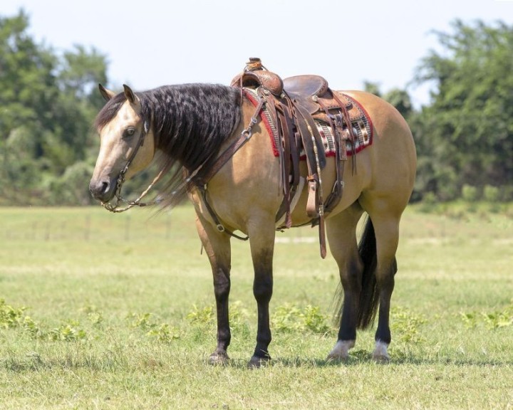 Bear buckskin Quarter Horse gelding