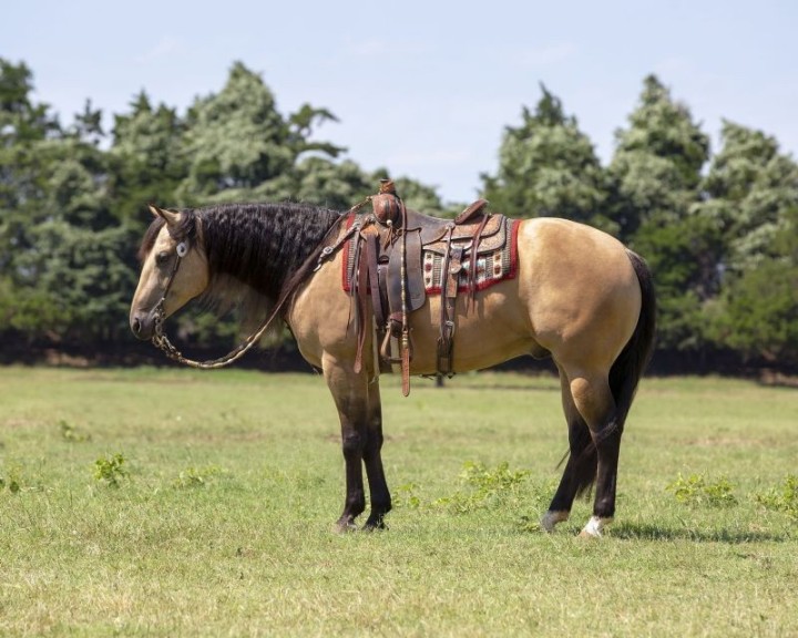 Bear buckskin Quarter Horse gelding