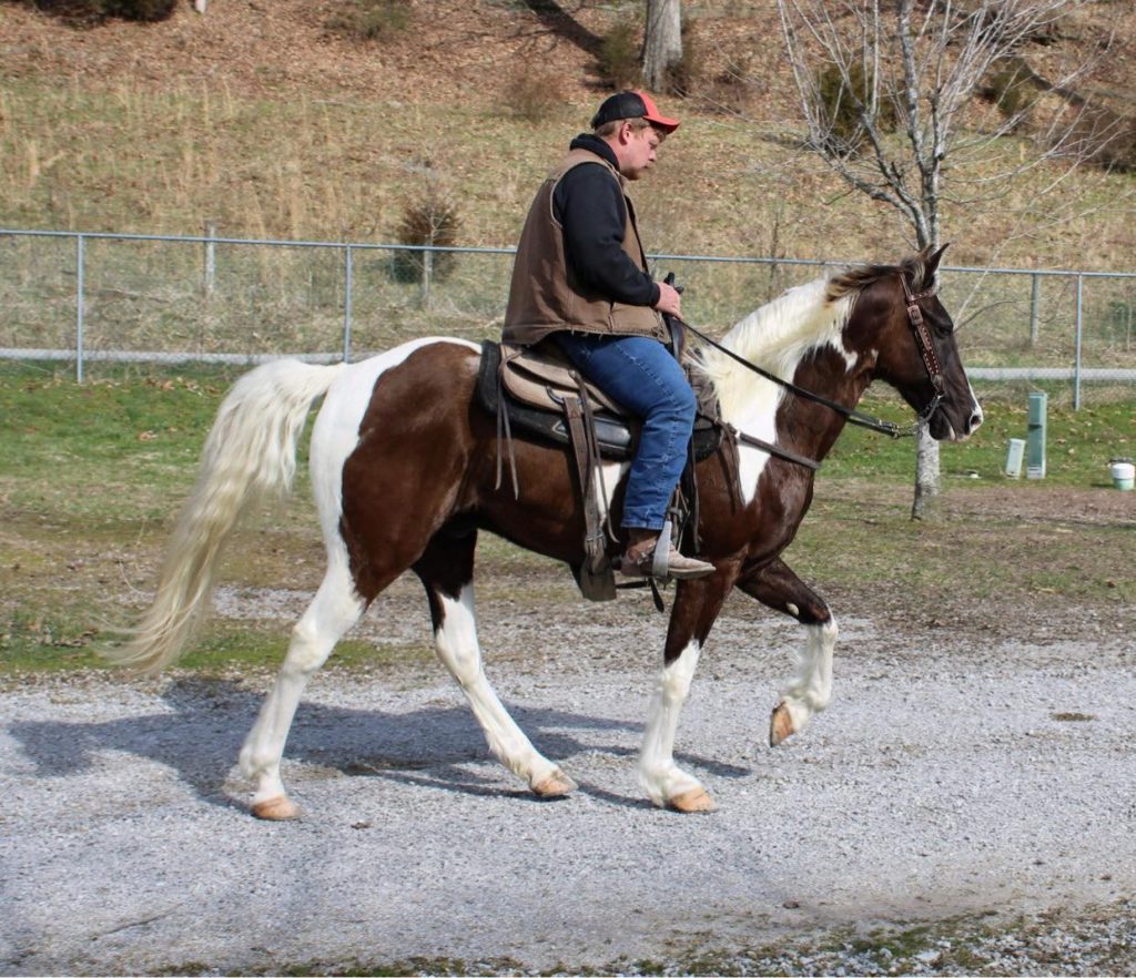 Beauregard chocolate tobiano Spotted Saddle Horse gelding