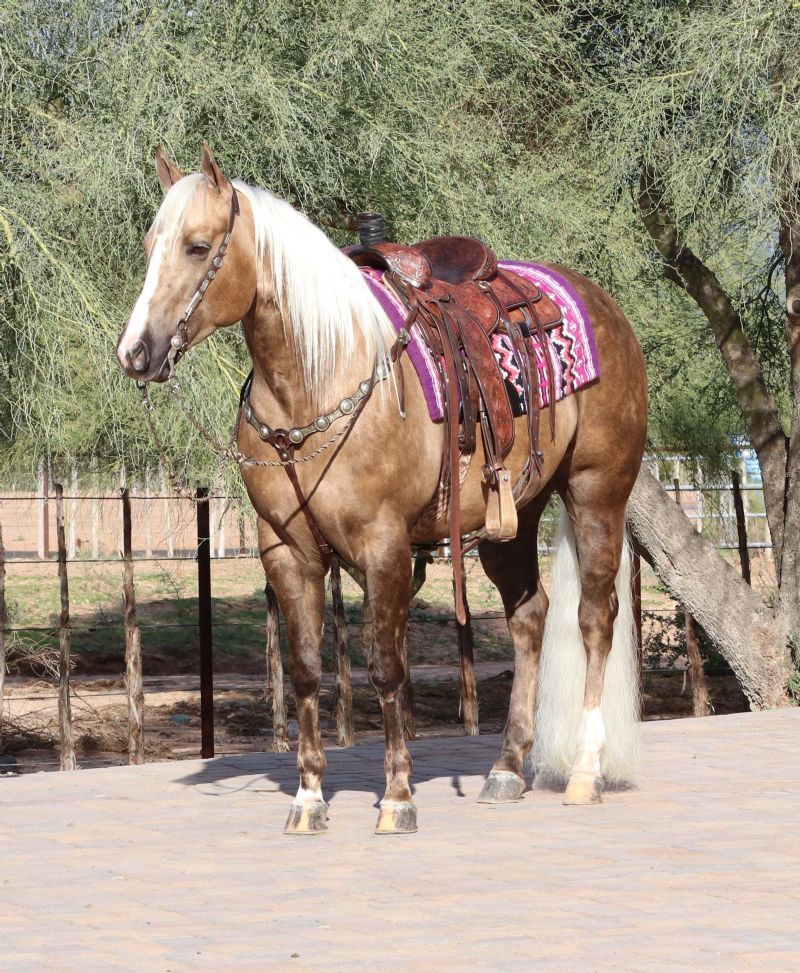 Beauty palomino Quarter Horse mare