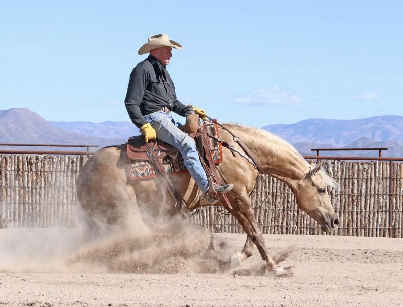 Beauty palomino Quarter Horse mare