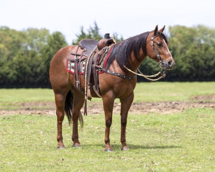 Bello chestnut Quarter Horse gelding