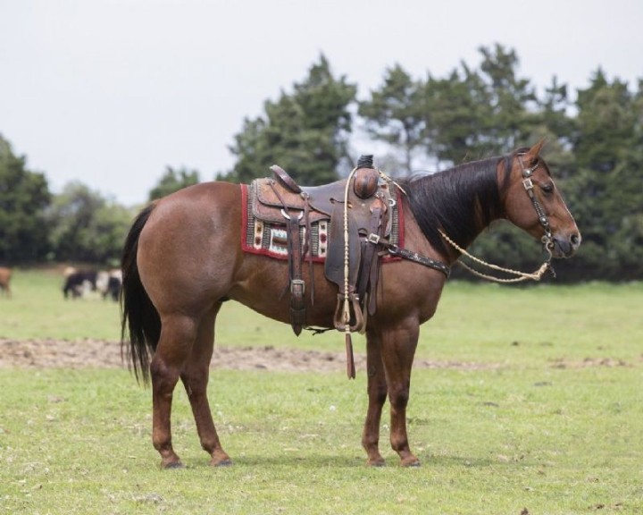 Bello chestnut Quarter Horse gelding