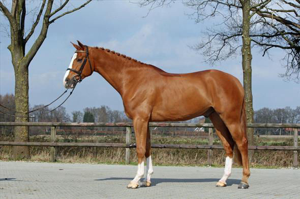 Benny chestnut Dutch Warmblood gelding