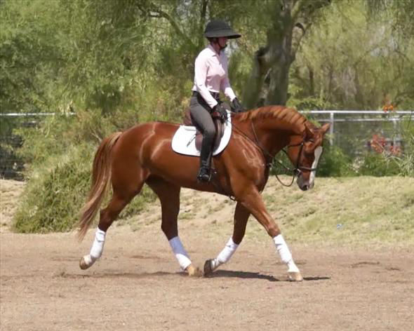 Benny chestnut Dutch Warmblood gelding
