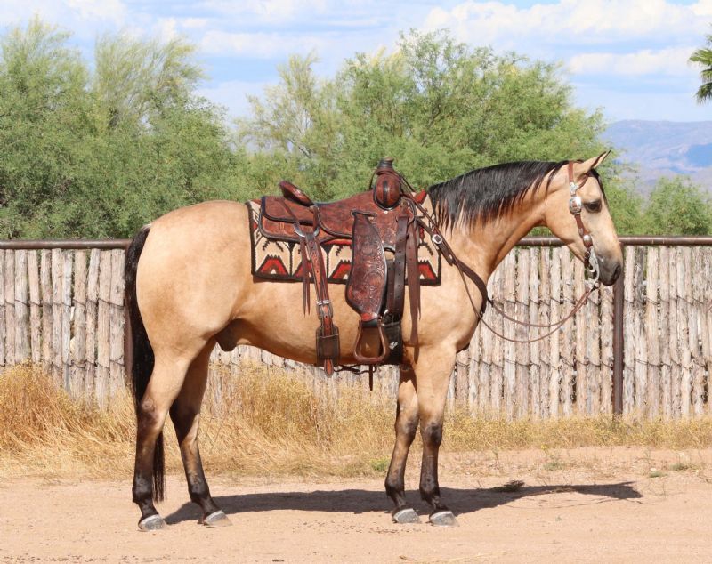 Biggy buckskin Quarter Horse gelding