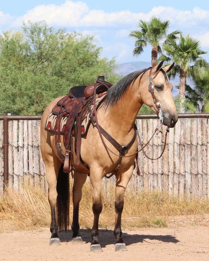 Biggy buckskin Quarter Horse gelding